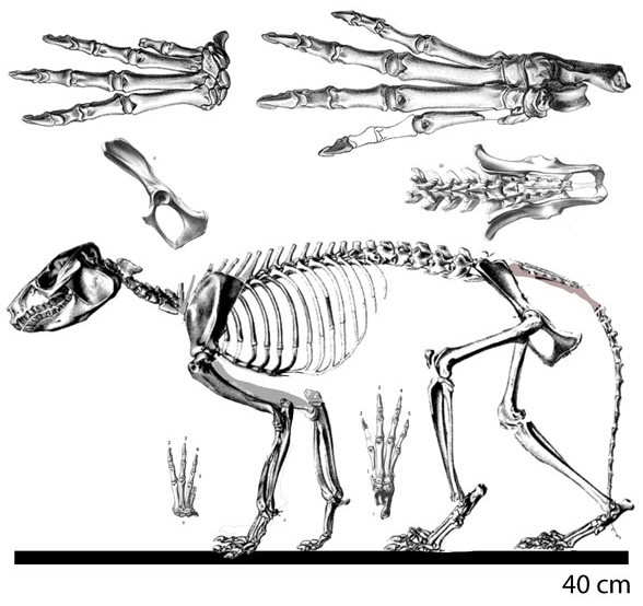 Protypotherium manus and pes