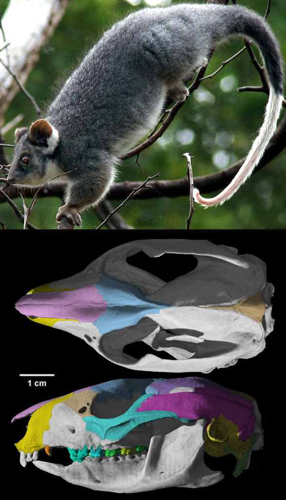 Pseudocheirus skul and invivo