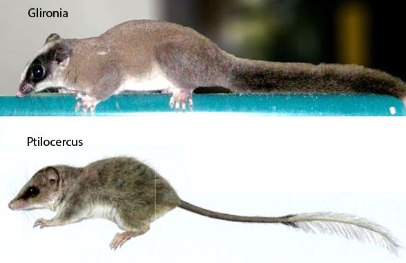 Ptilocercus and Glironia in vivo