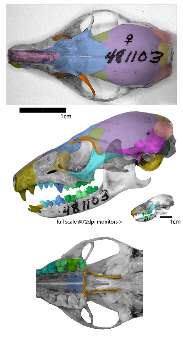 Ptilocercus skull