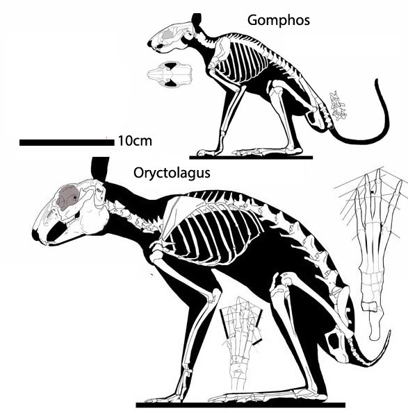 Rabbit ancestors