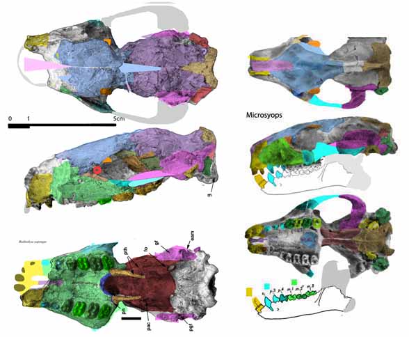 Radinskya skull reconstructed