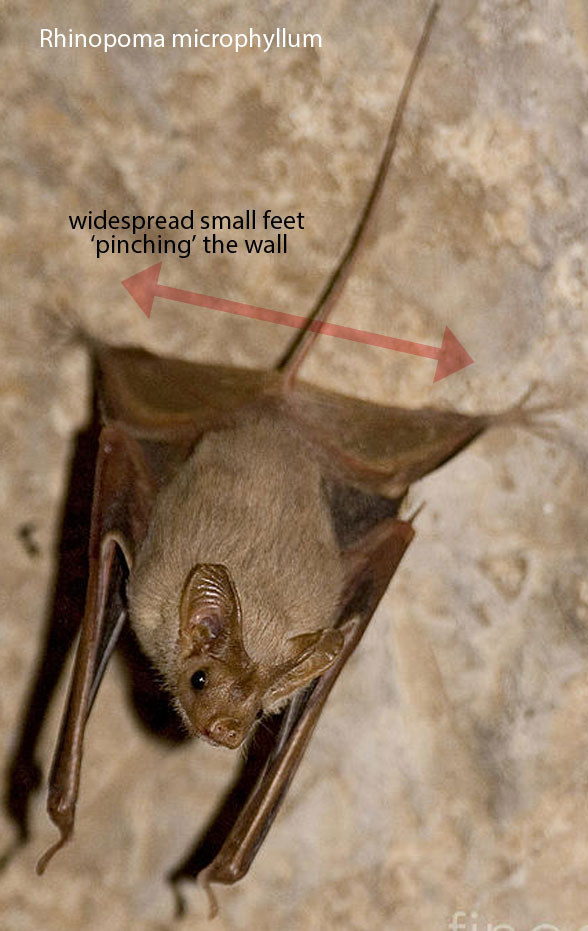 Rhinopoma in vivo