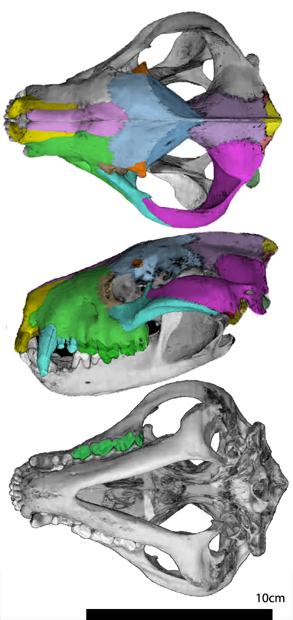 Sarchophilus skull