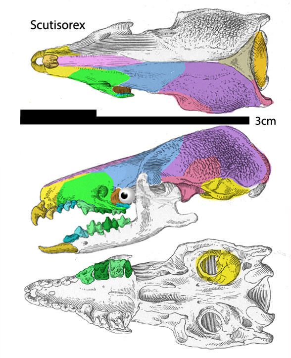 Scutisorex skull