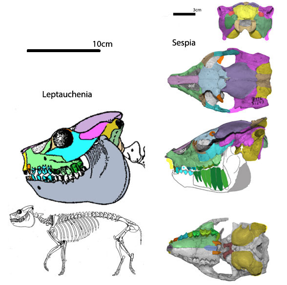 Sespia skull