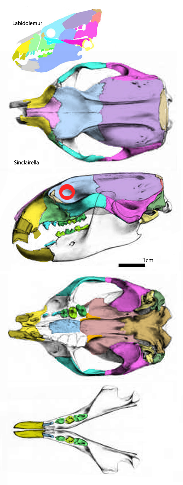 Sinclairella skull