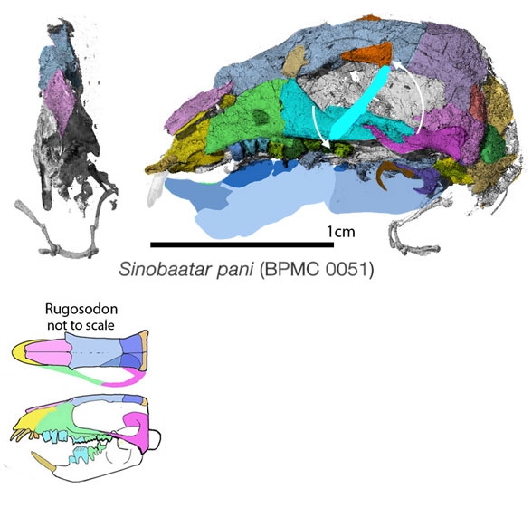 Sinobaatar skull