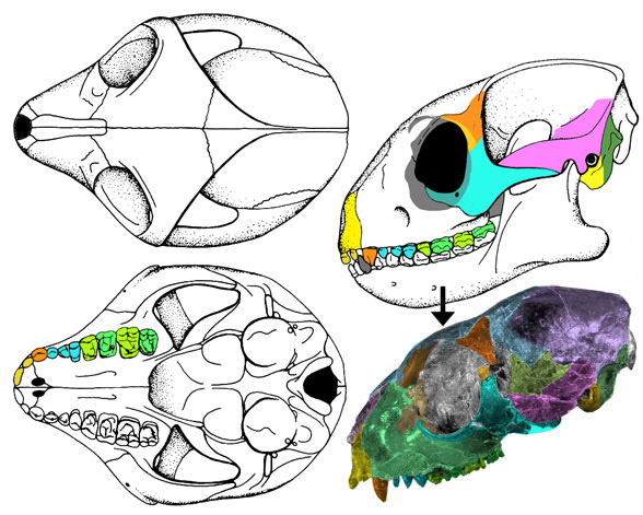 smilodectes skull diagram