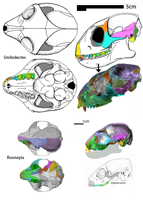 smilodectes skull diagram