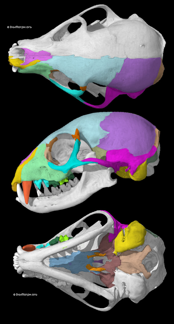 Suricata skull