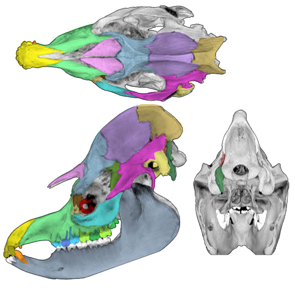 tapir skull