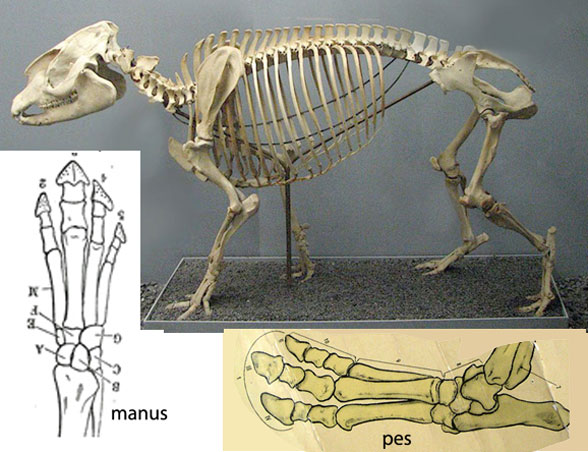 Tapirus