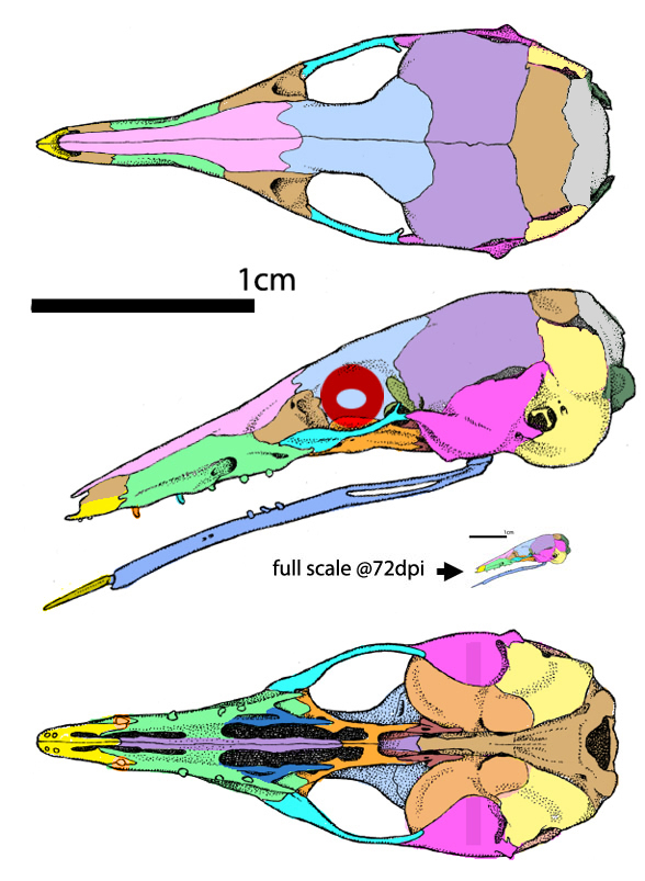 Tarsipes skull