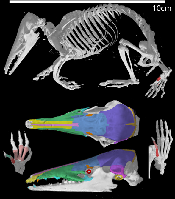 Hemicentetes a tenrec