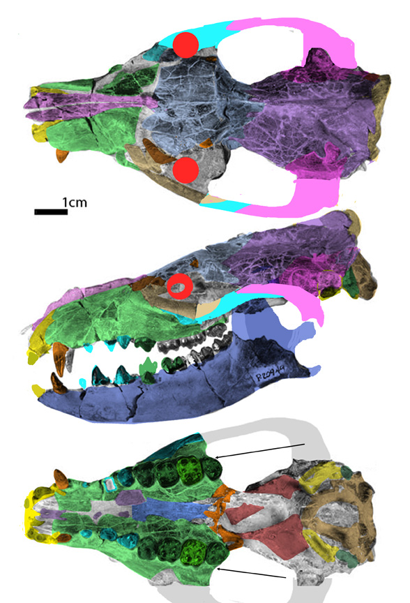 Tetraclaenodon skull