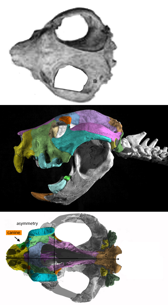 Thylacoleo skull