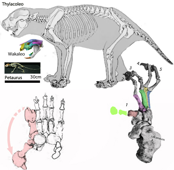 Thylacoleo skeleton diagram