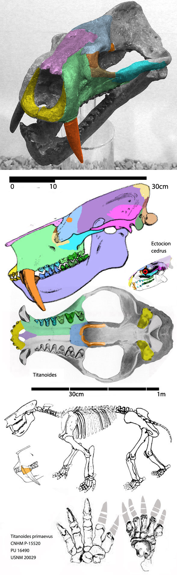 Titanoides