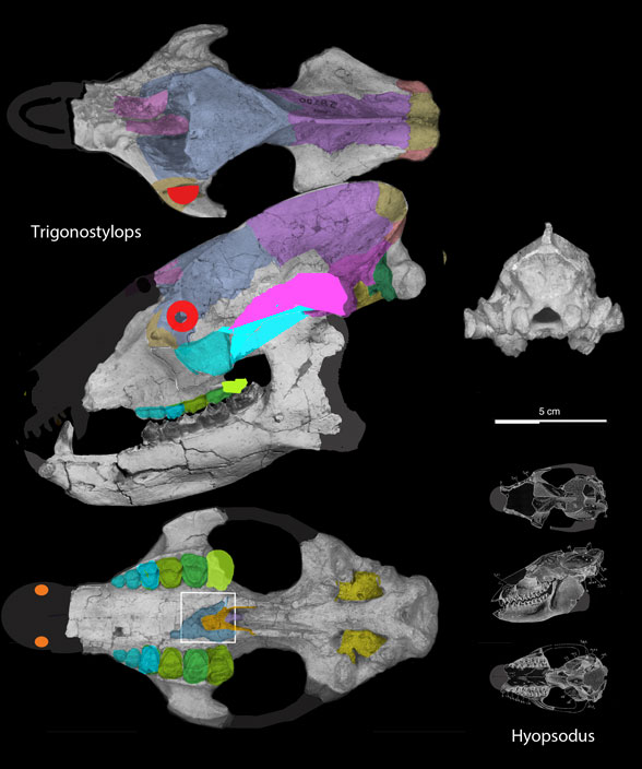 Trigonostylops skull in  views
