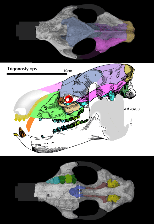 Trigonostylops