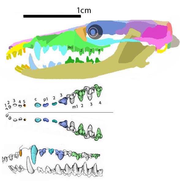 ukhaatherium skull