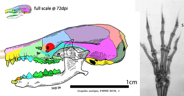 Uropsilus skull