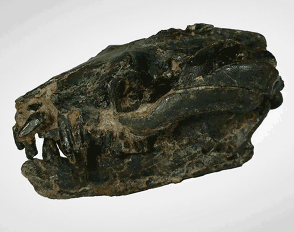 Vincelests real skull