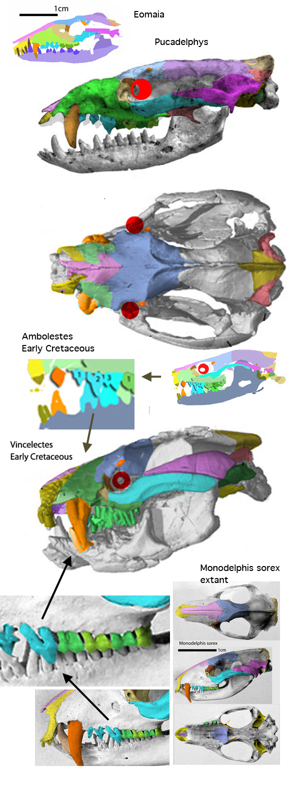 Vincelestes skull