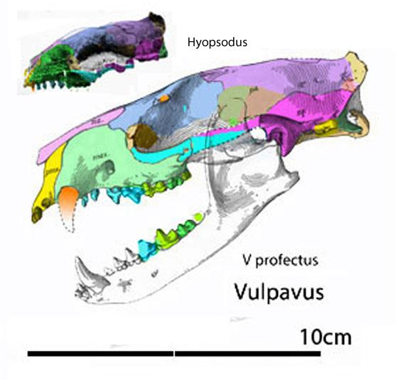 Vulpavus and Hyopsodus skulls to scale
