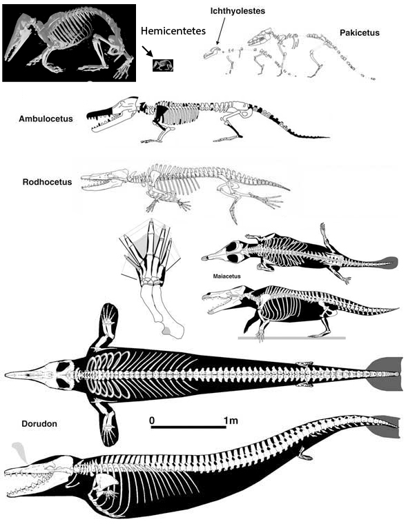 ambulocetus skull