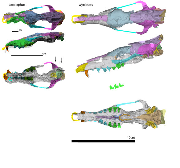 Wyolestes compared to Loxolophus