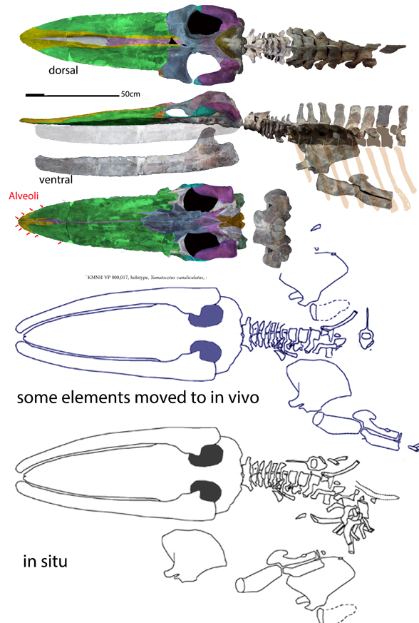 Yamatocetus