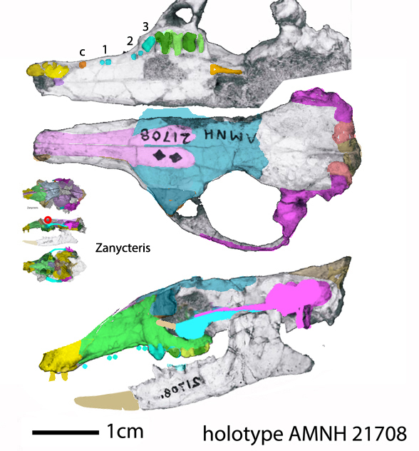 Zalambdalestes skull