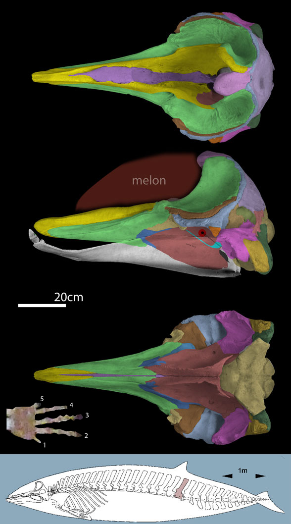 Ziphius cavirostris