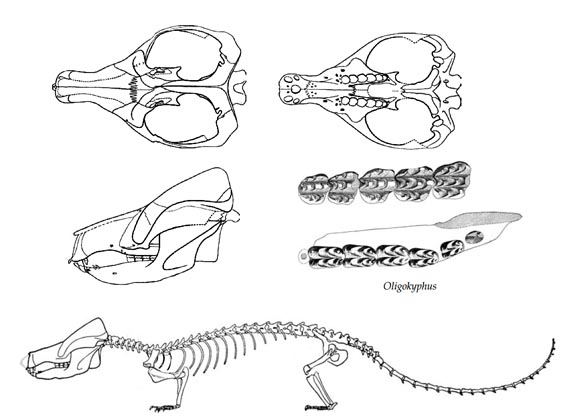 Oligokyphus