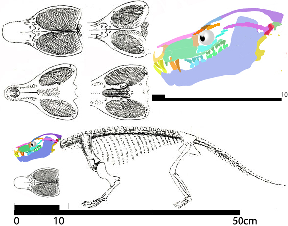 Pachygenelus