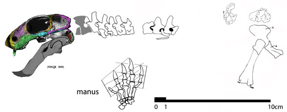 Patranomodon post-crania