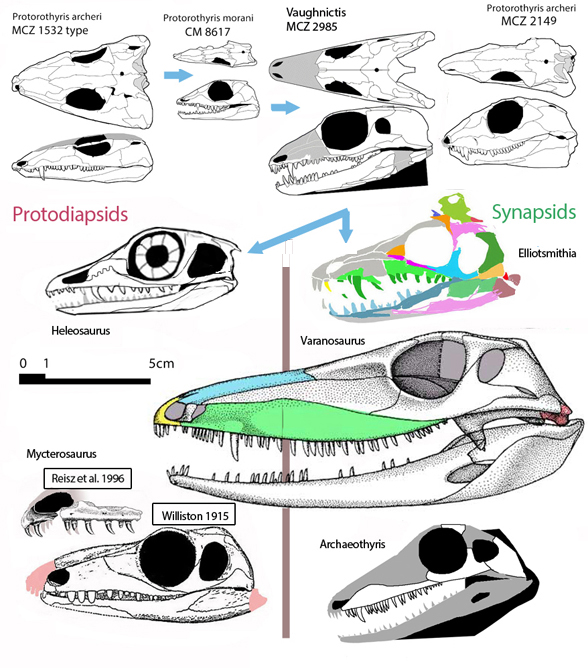 Protorothyris to Heleosaurus