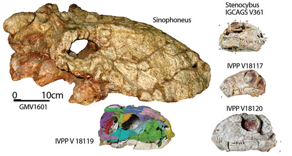 Sinophoneus