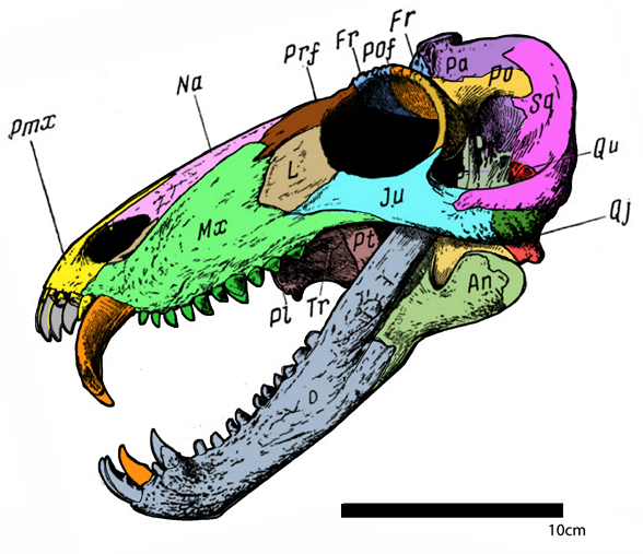 Syodon