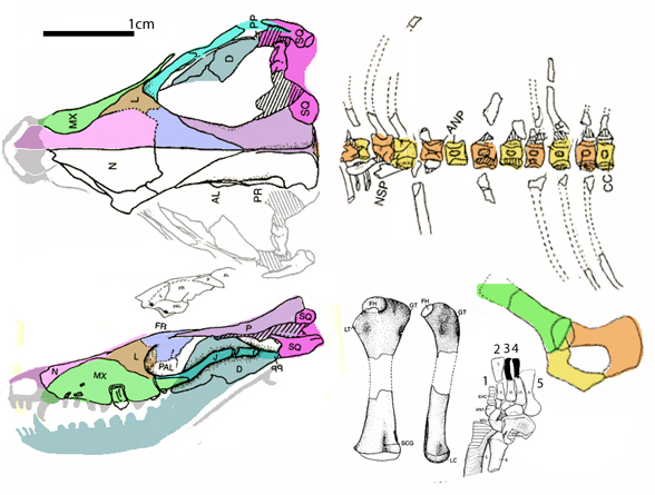 Therioherpeton