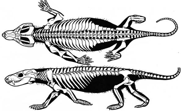 Thrinaxodon