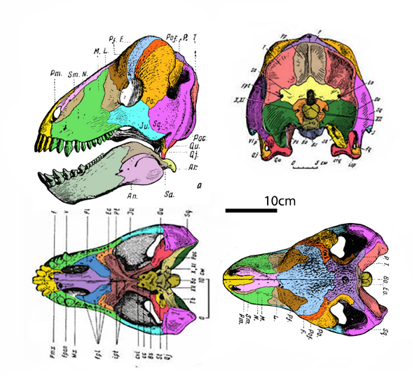 Ulemosaurus