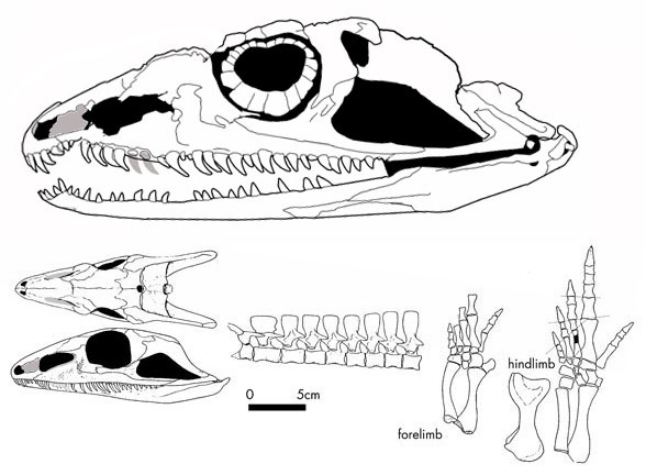 Varanodon