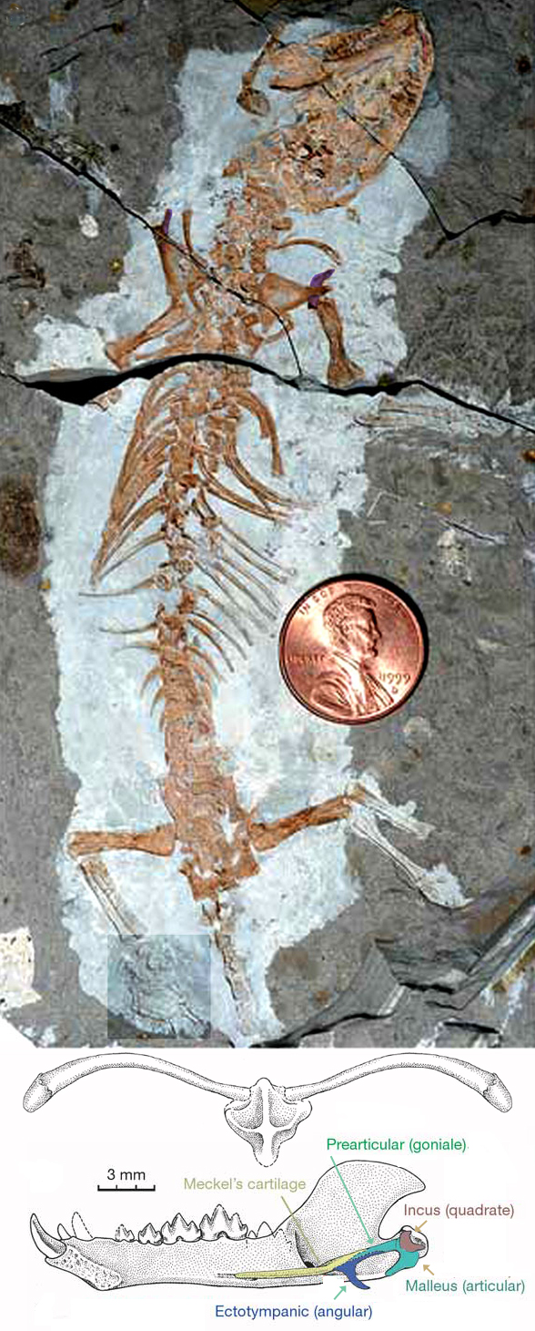 Yanoconodon