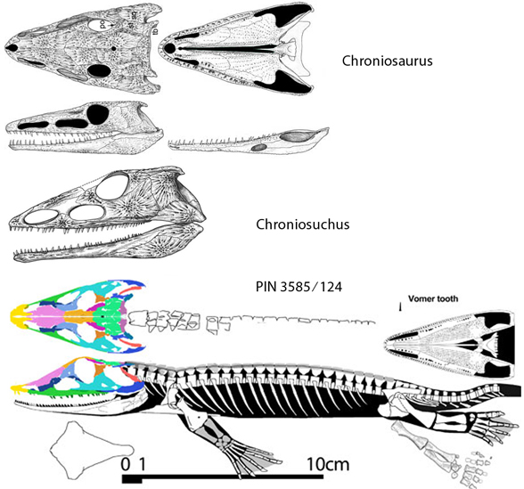 Chroniosaurus