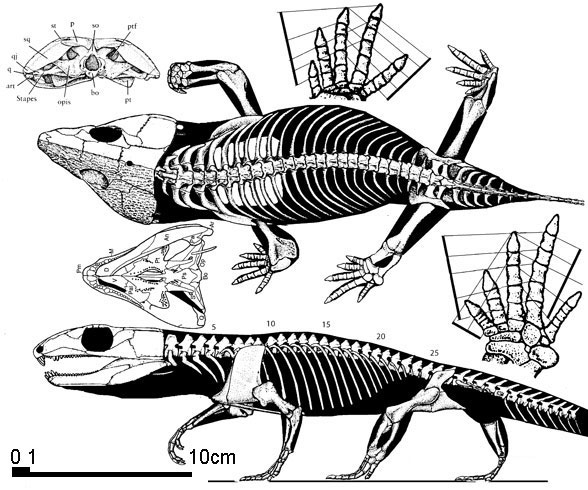 Eocaptorhinus