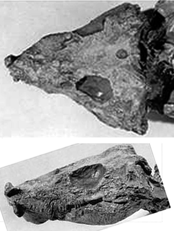 Tseajaia skull 2 views