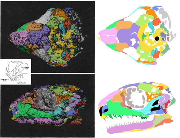 Acleistorhinus skull